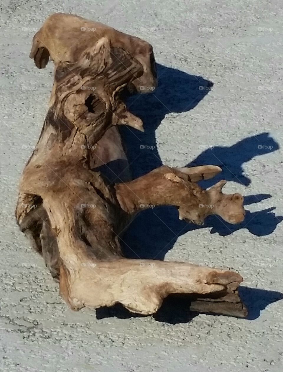 driftwood that looks like a rooster