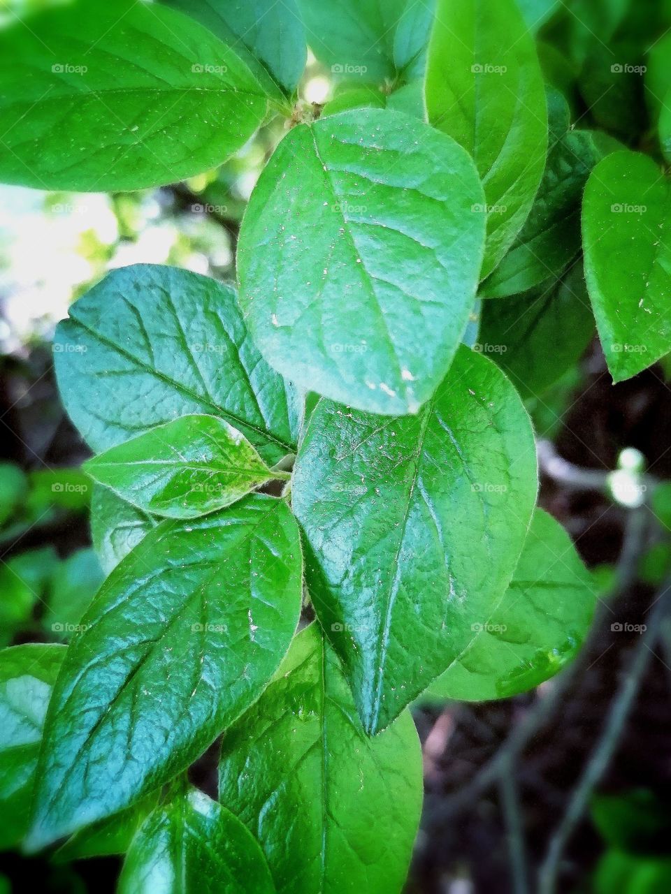 Leaves