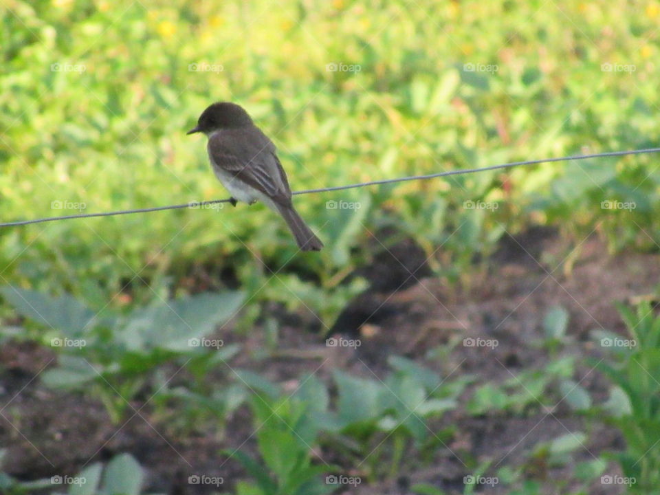 Nature, Bird, Wildlife, Outdoors, Garden