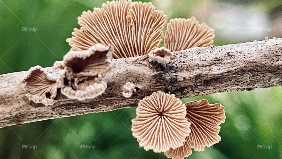 Fungi