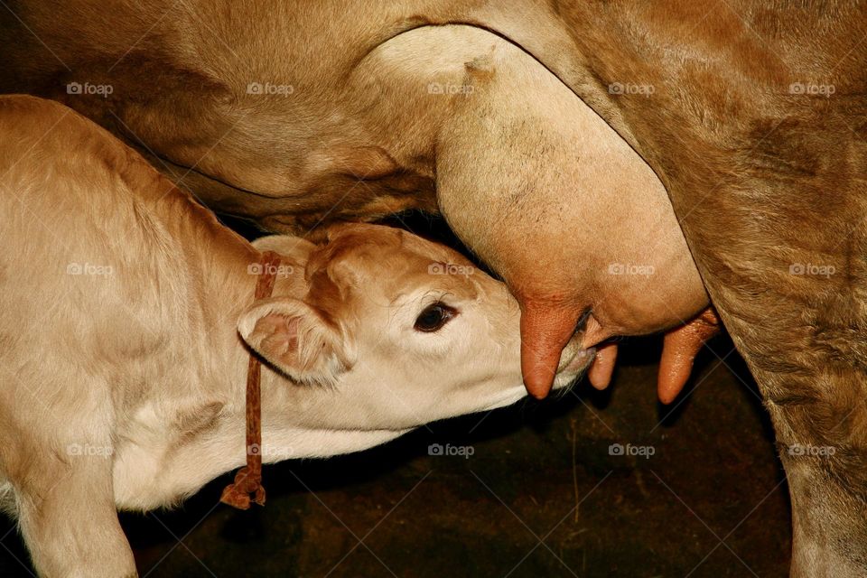 Теленок с удовольствием пьет молоко у своей заботливой матери, создавая образ теплоты и заботы в сердцах зрителей.
