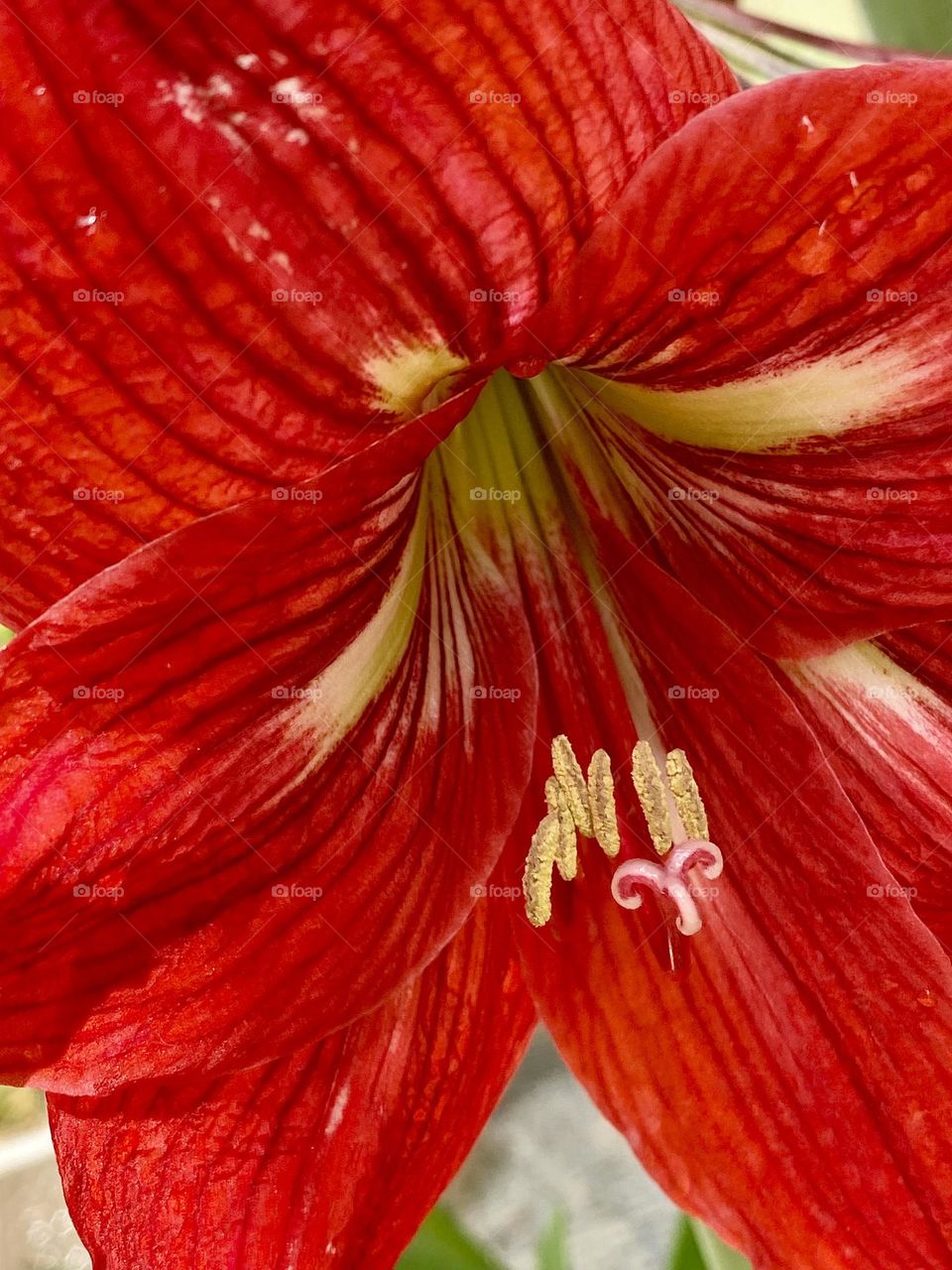 Close up of a bright red lily 