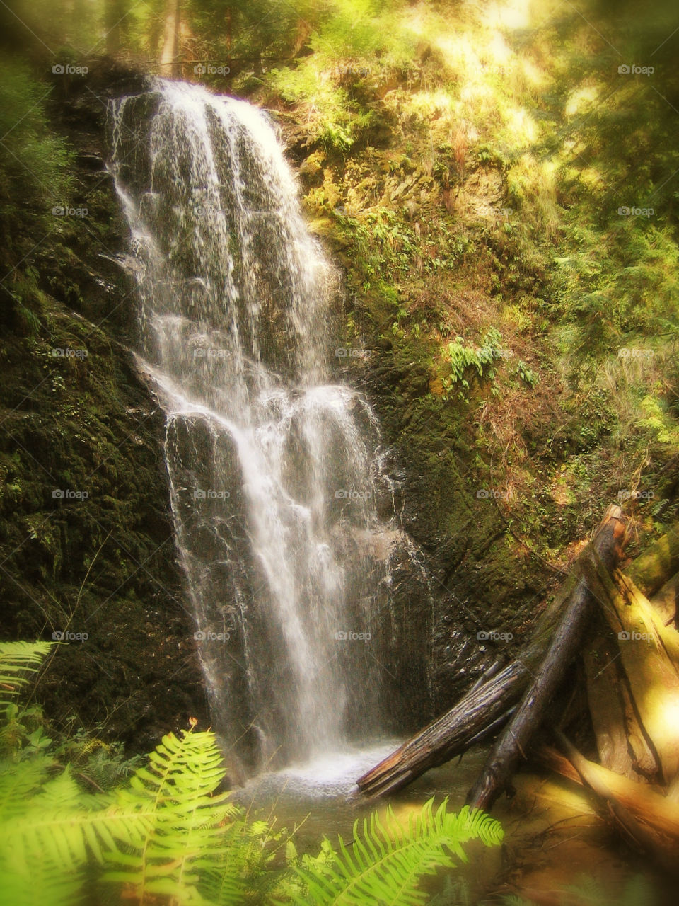 Big Basin. Big basin waterfall hike