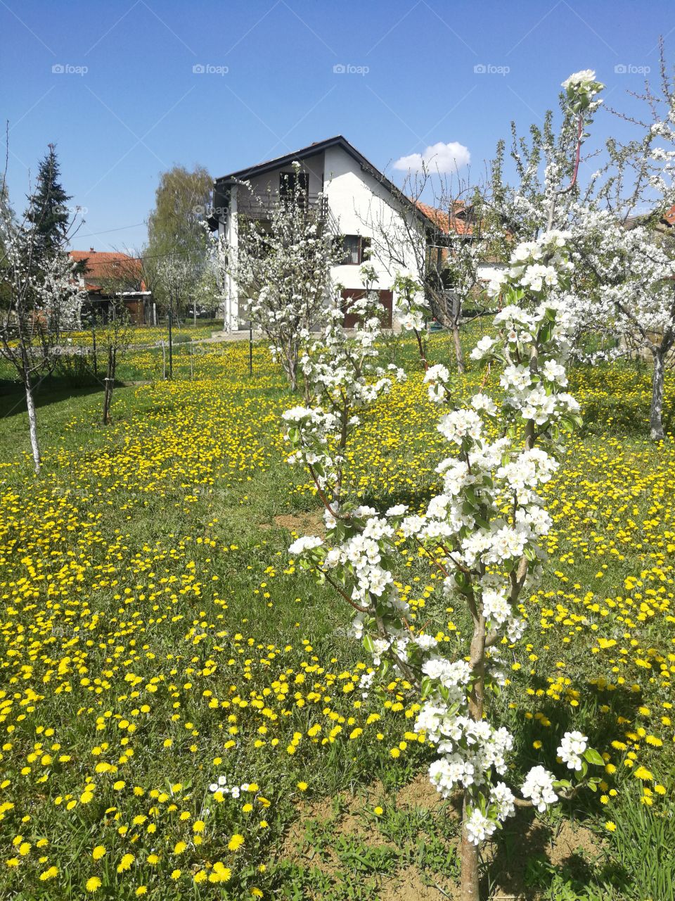 White and yellow colours of the spring