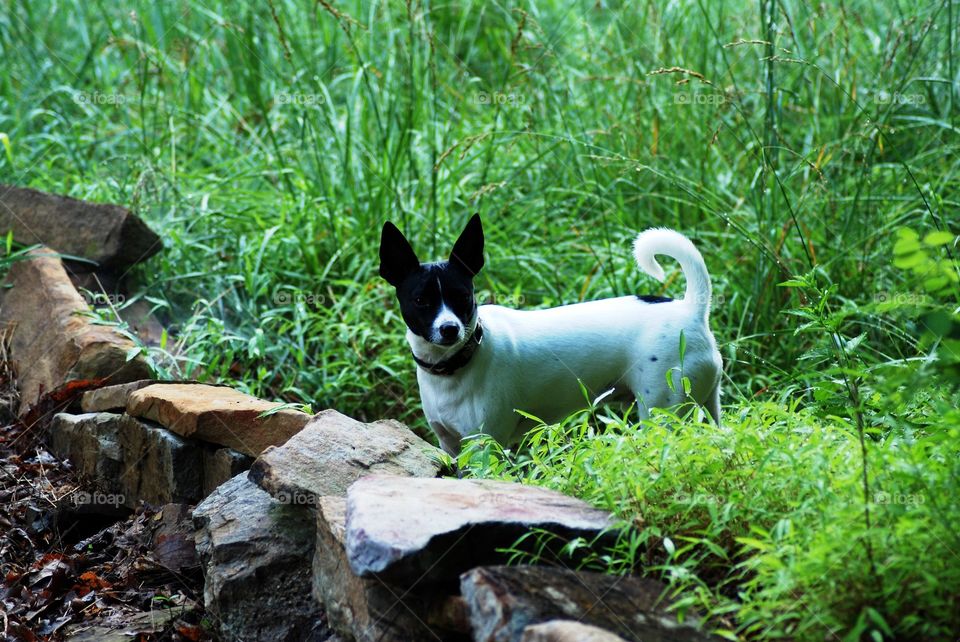 Smooth Fox Terrier