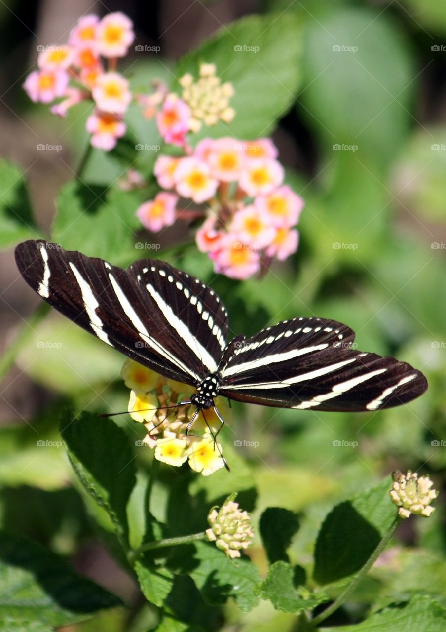 Butterfly on colorful flowers 2