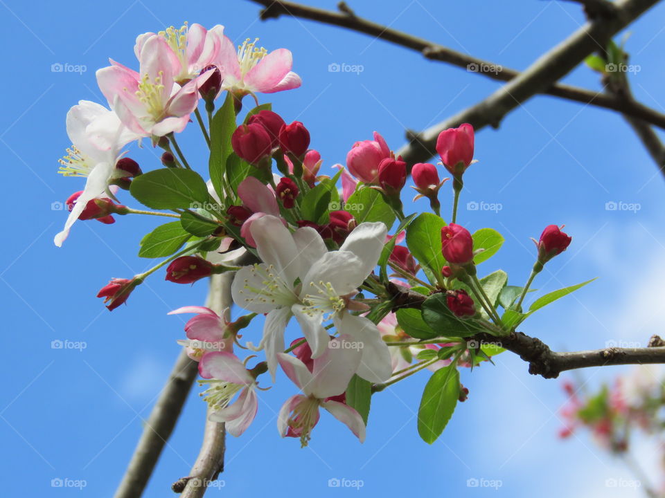 Flowering tree