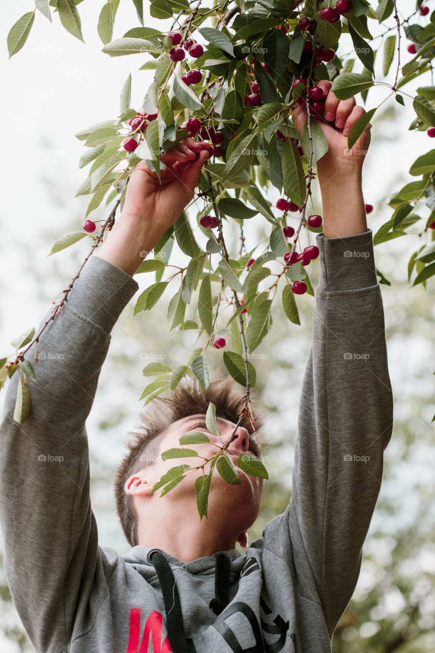 Young man picking cherry berries from tree