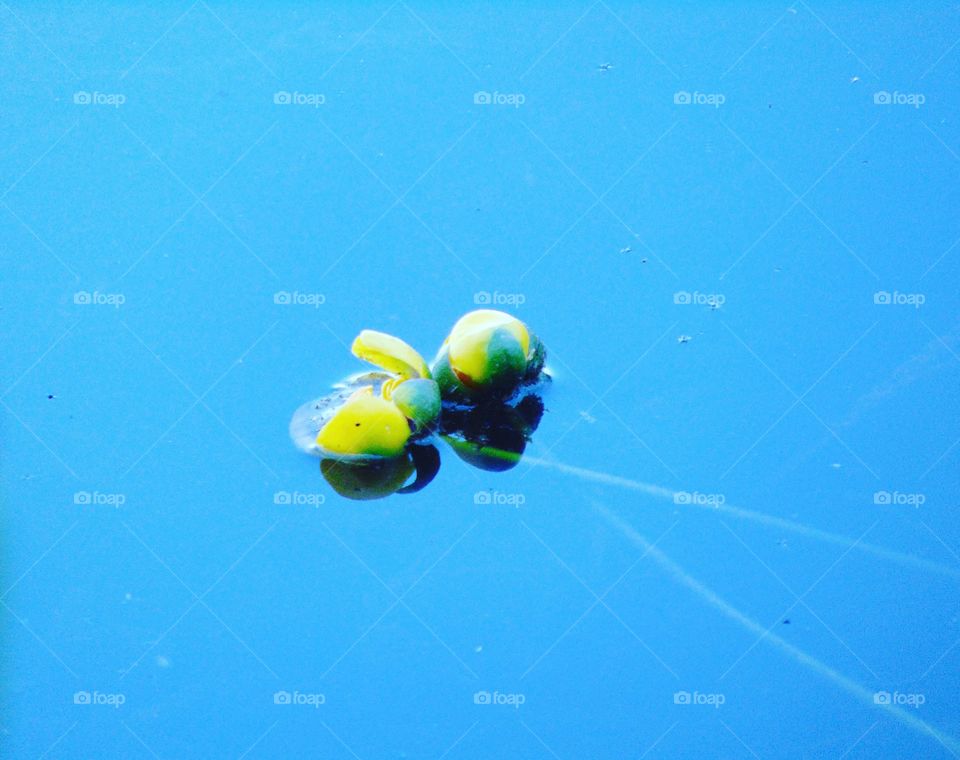 Lily buds floating in water