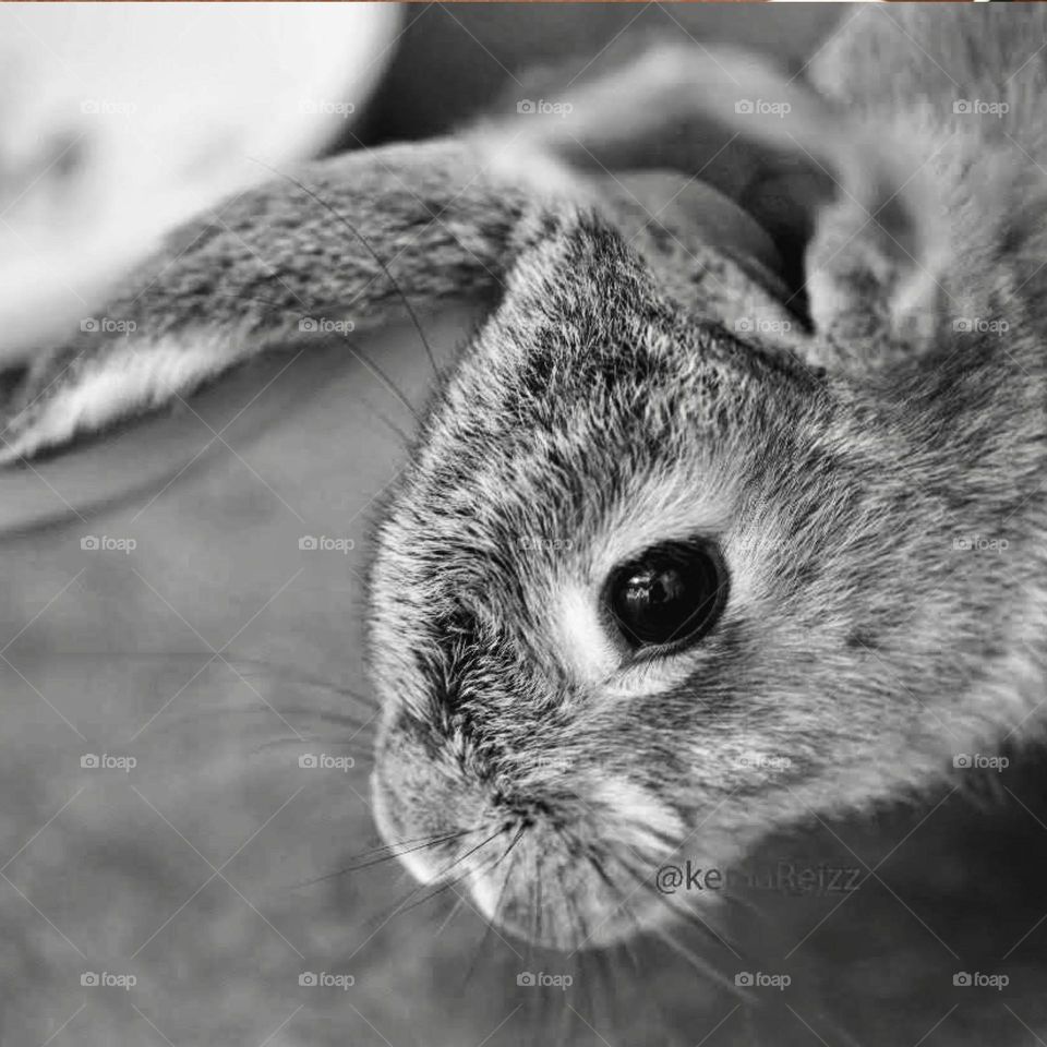 Close-up of a rabbit in black and white