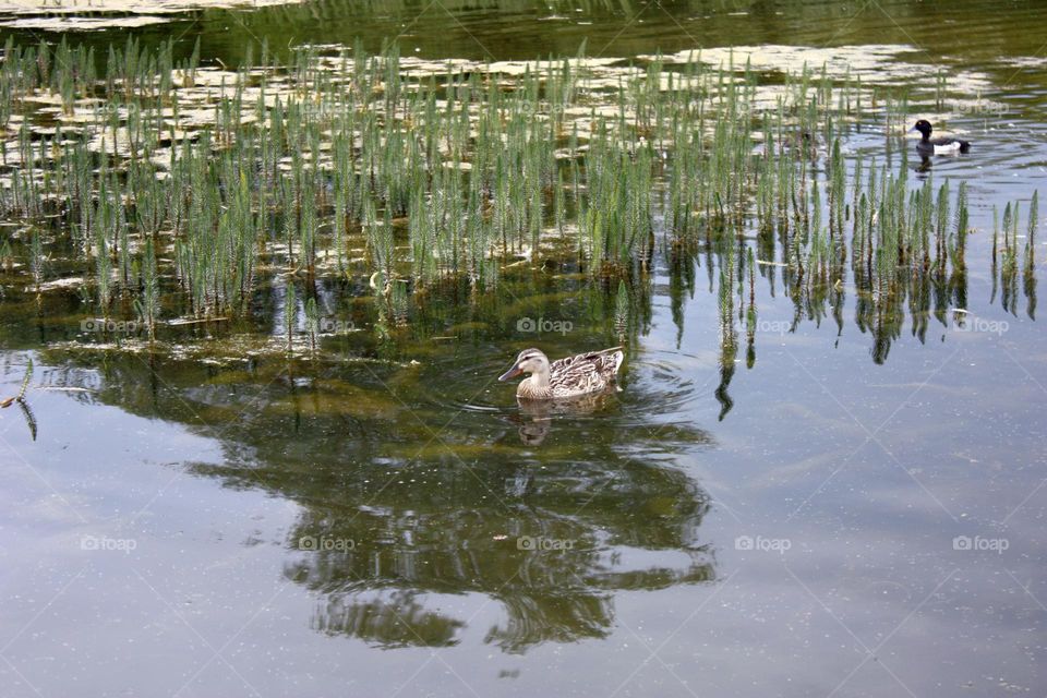 Duck on the lake 