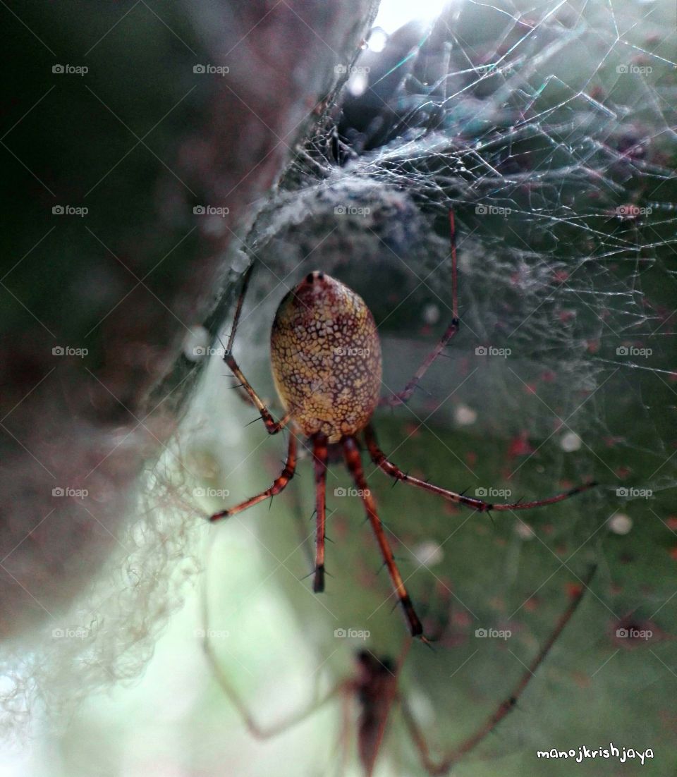 spider