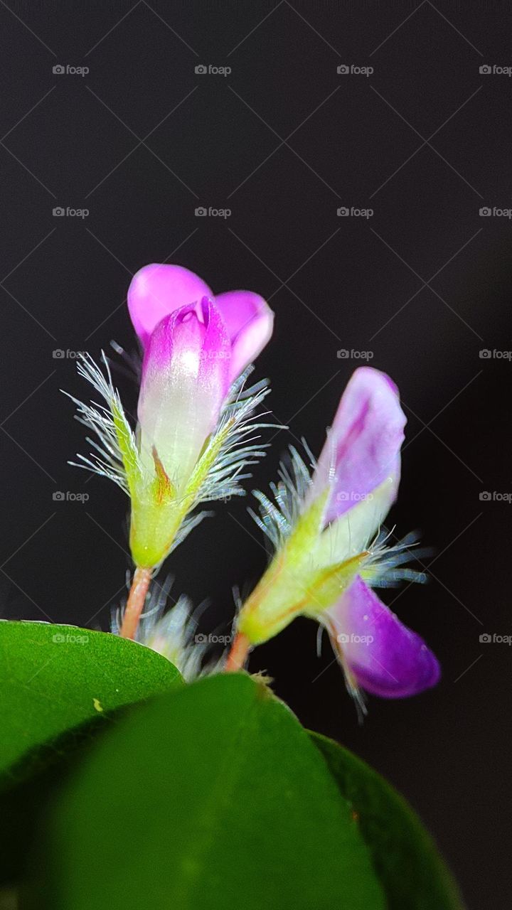 beautiful mini flowers