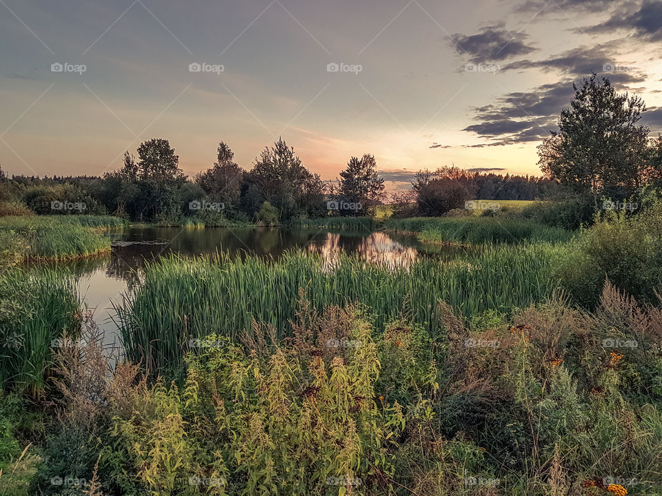 the evening summer landscape. view of a pond through a creek in the warm sunset lighting