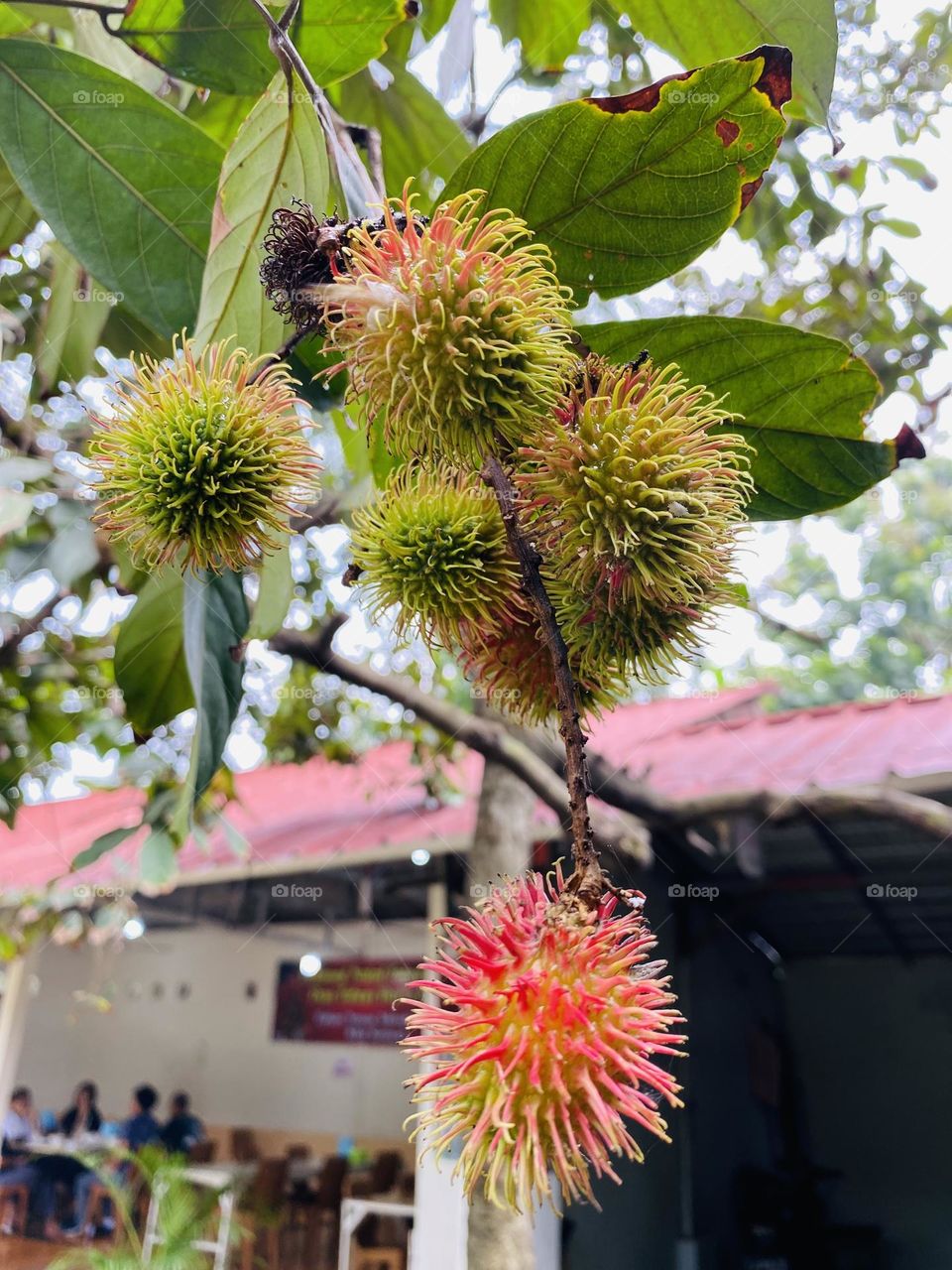 Rambutan fruit is a tropical fruit that grows widely in Indonesia