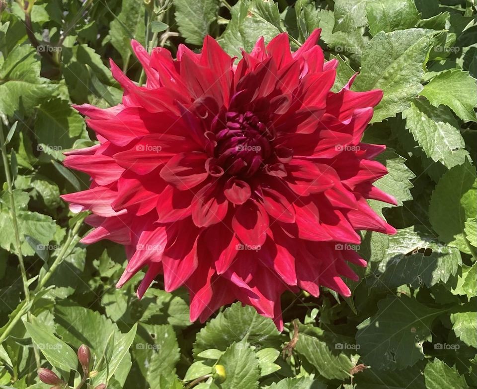 Red Dahlia