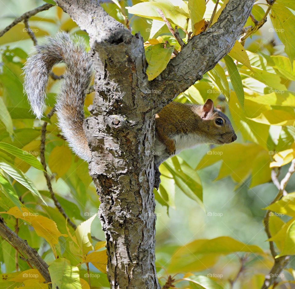 a squirrel in a tree with yellow and green fall leaves in the background
