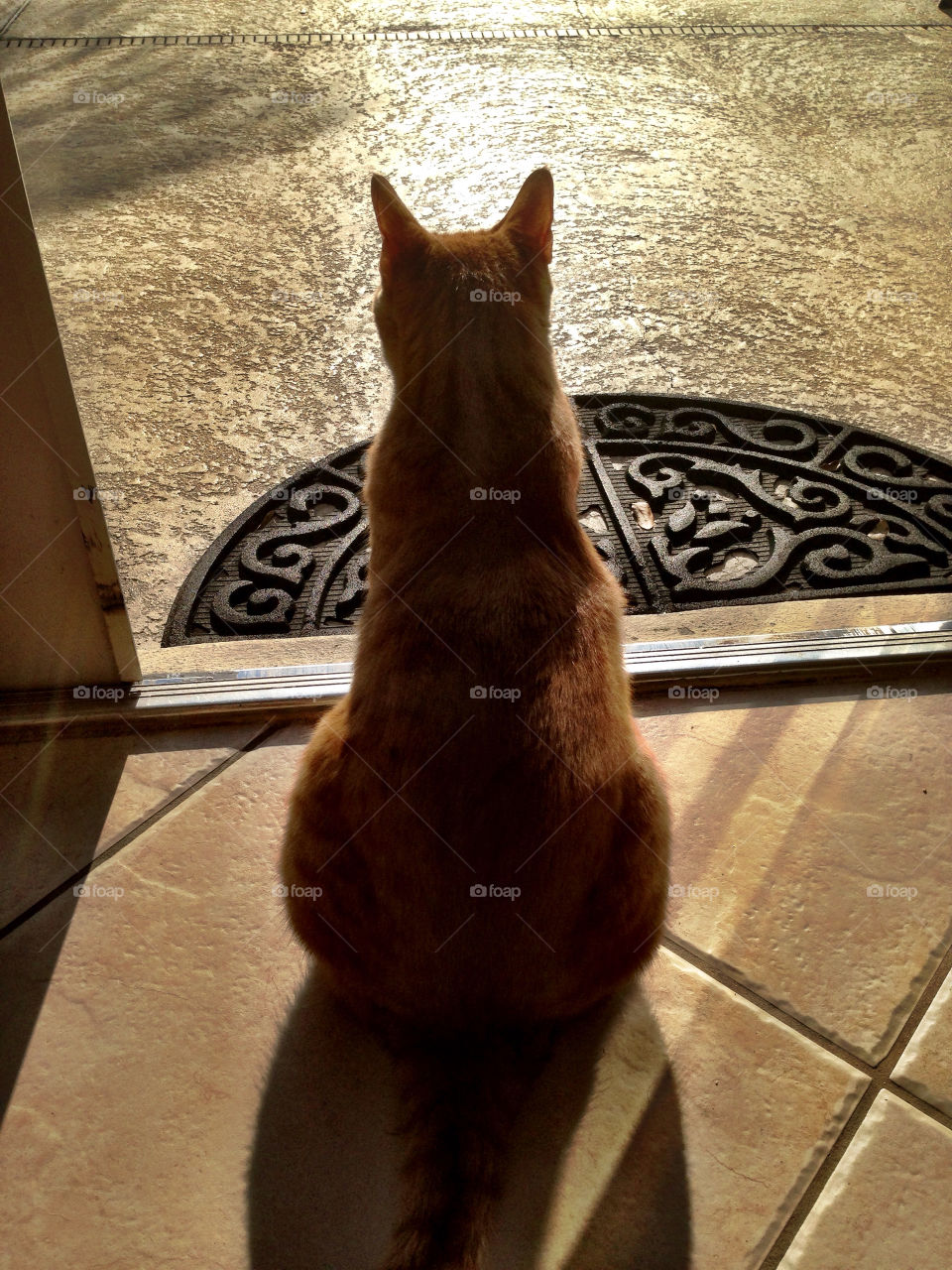 Cat standing by door at sunrise