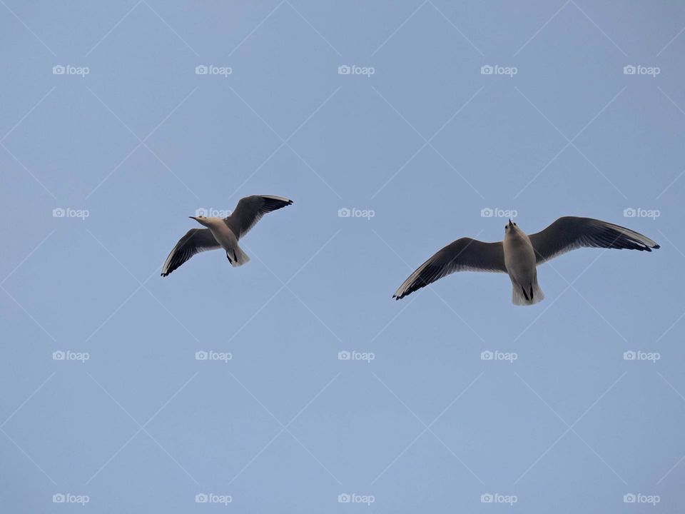 some seabirds flying around