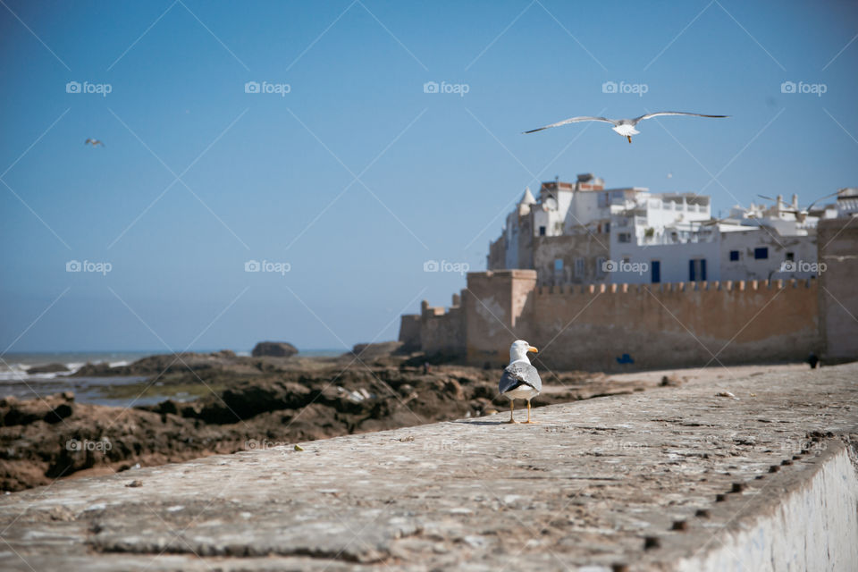 View of seagull in Essaouira