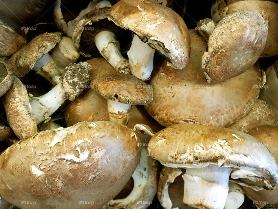 Portabella mushrooms close up