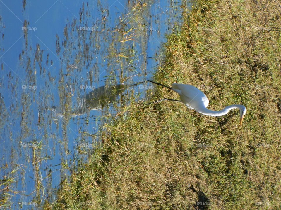 heron and it's reflection