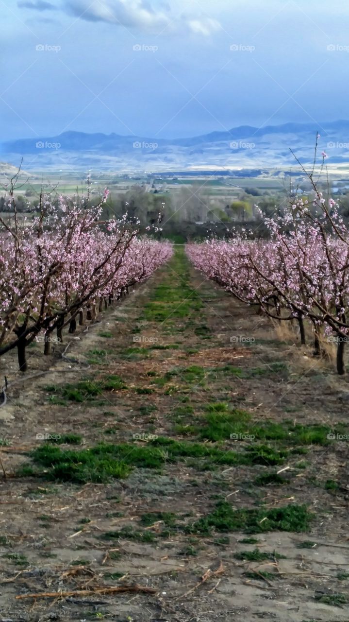 Orchards in bloom.