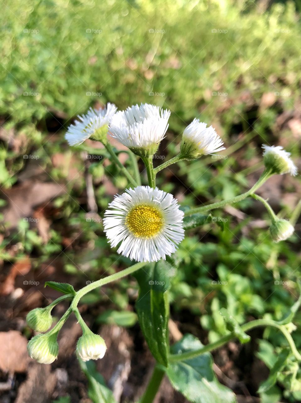 Closeup of wildflower 