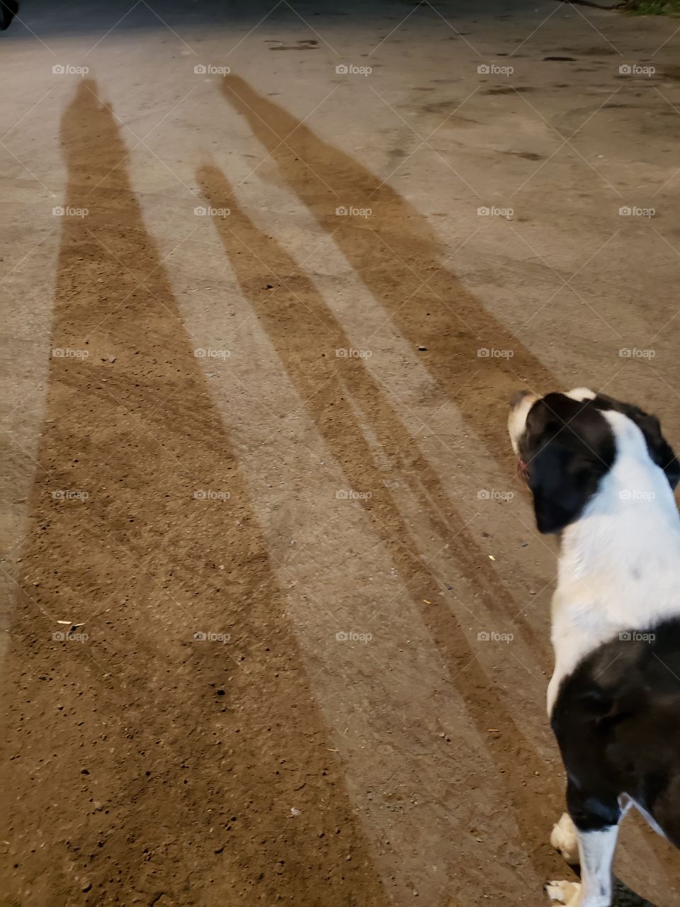 spring walk with your dog!