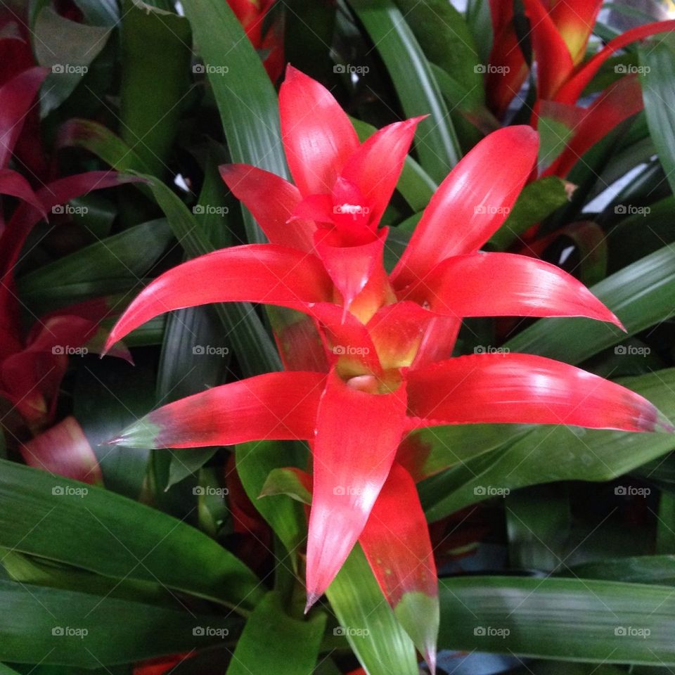 Bromeliads 