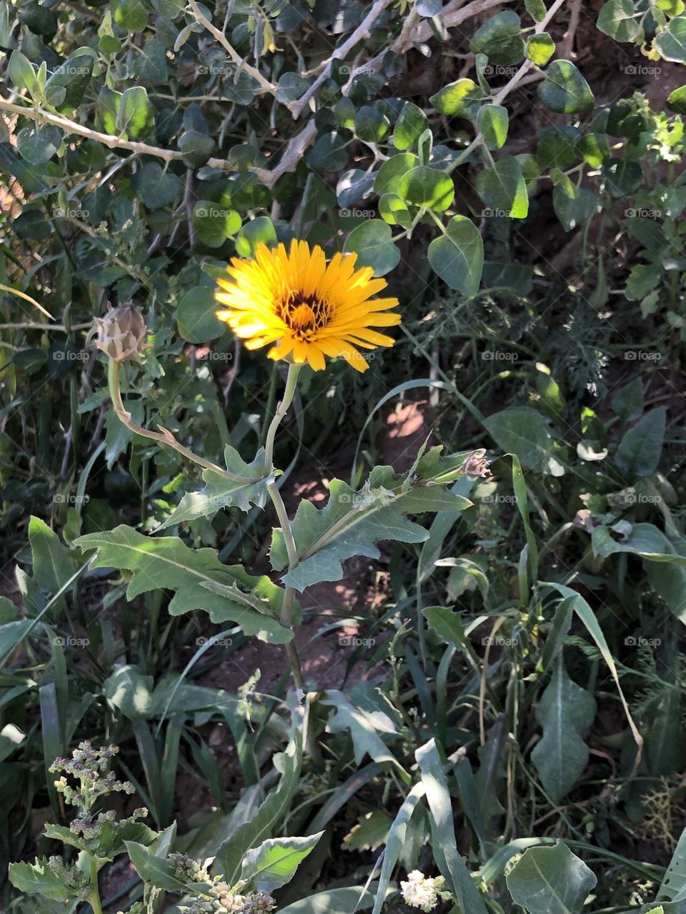 Beautiful yellow flower 