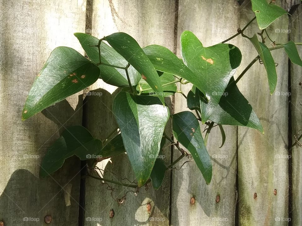 shiny leaves of a vine