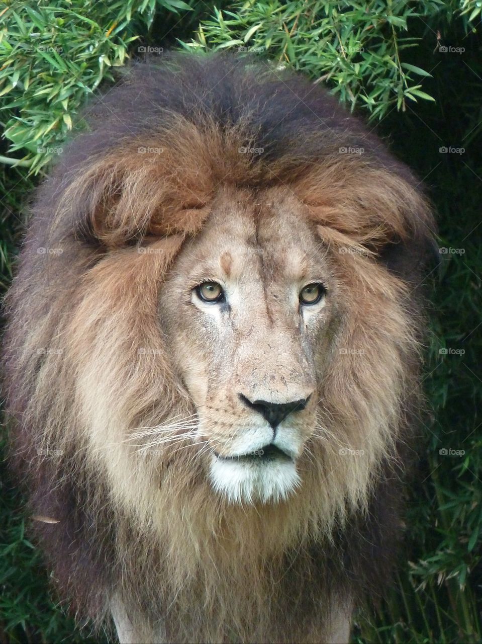 Lion in zoo of Pereira Colombia