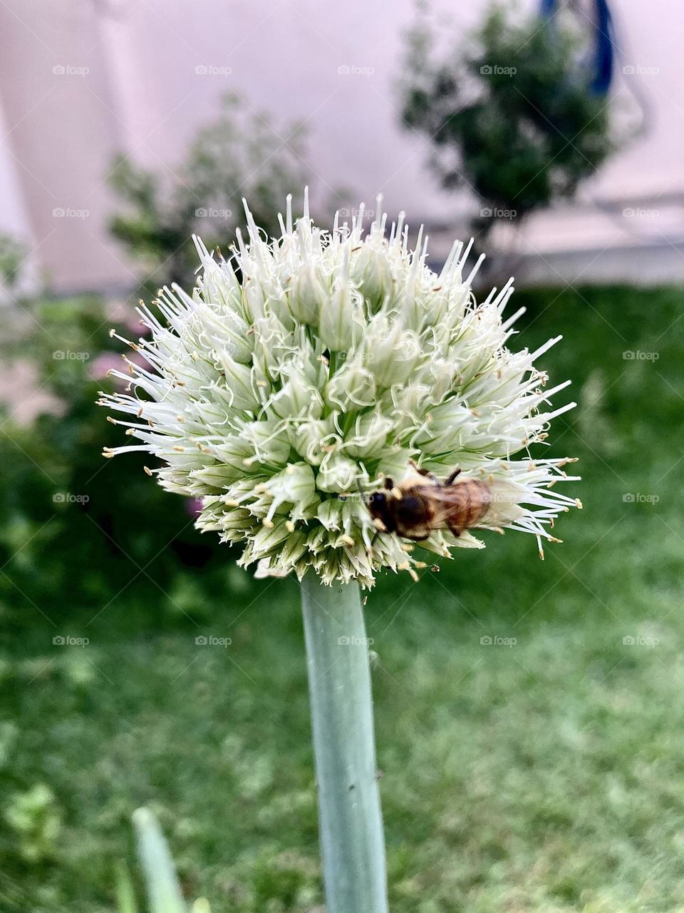 🇺🇸 The chive flower!  And this bee that came to play with her?  Long live nature and its beauty! / 🇧🇷 A flor da cebolinha! E essa abelha que veio brincar com ela? Viva a natureza e a sua beleza!