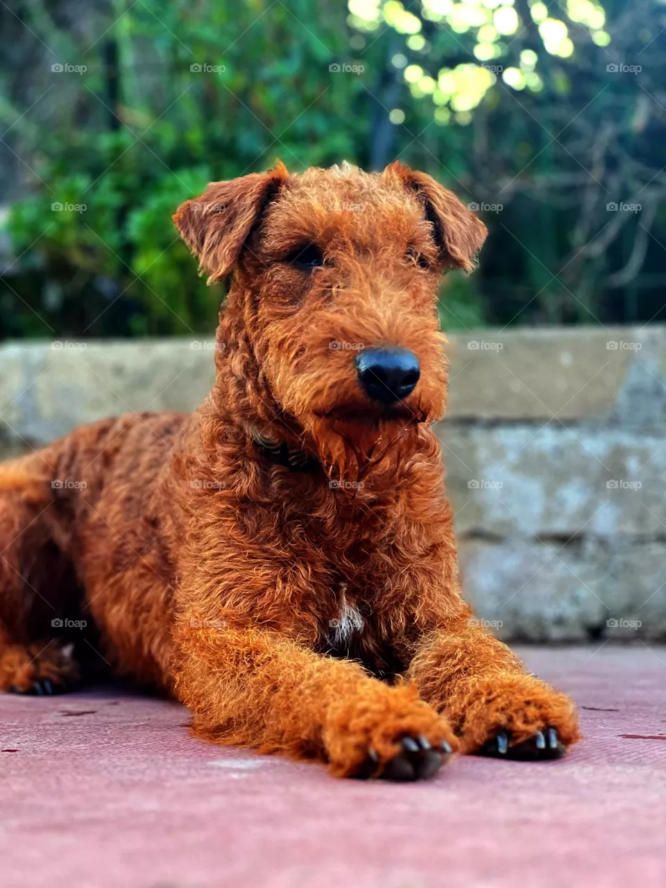 Orange dog