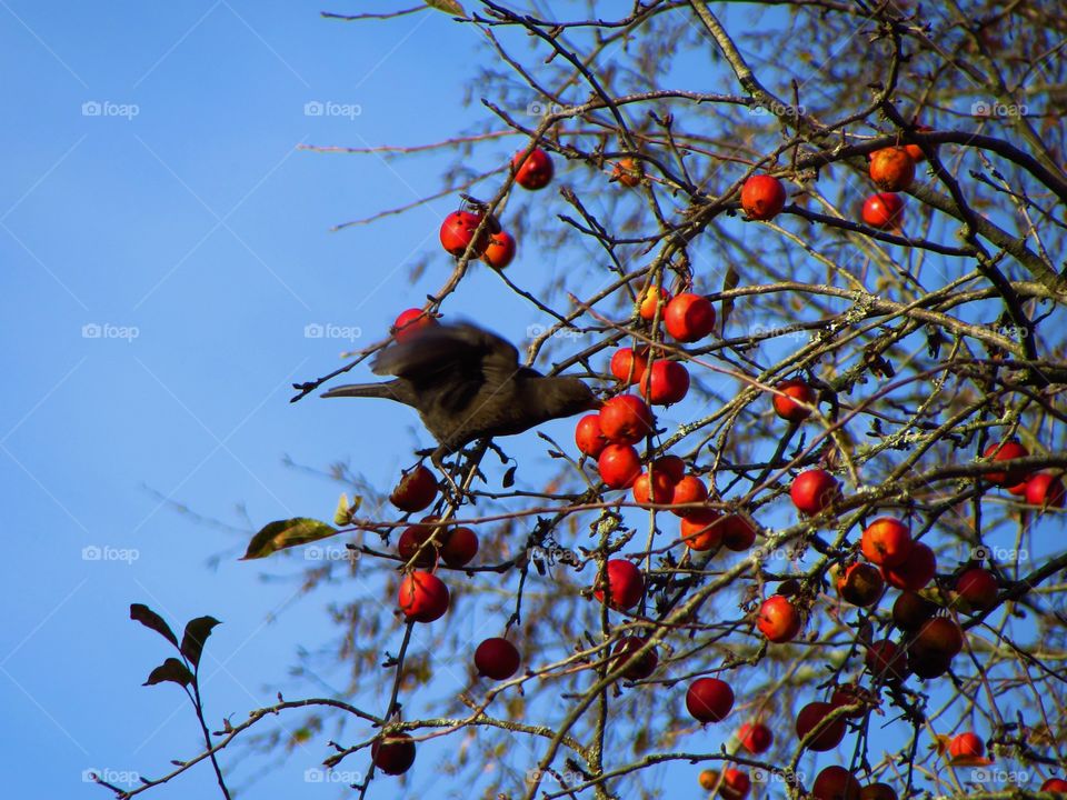 Bird eating berry