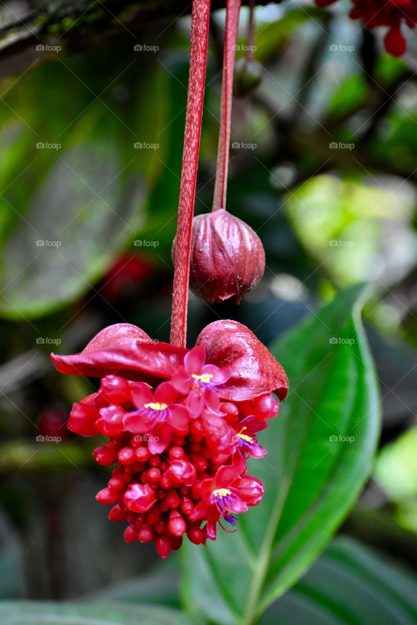 Hanging red flowers that surprise with a burst of flowers