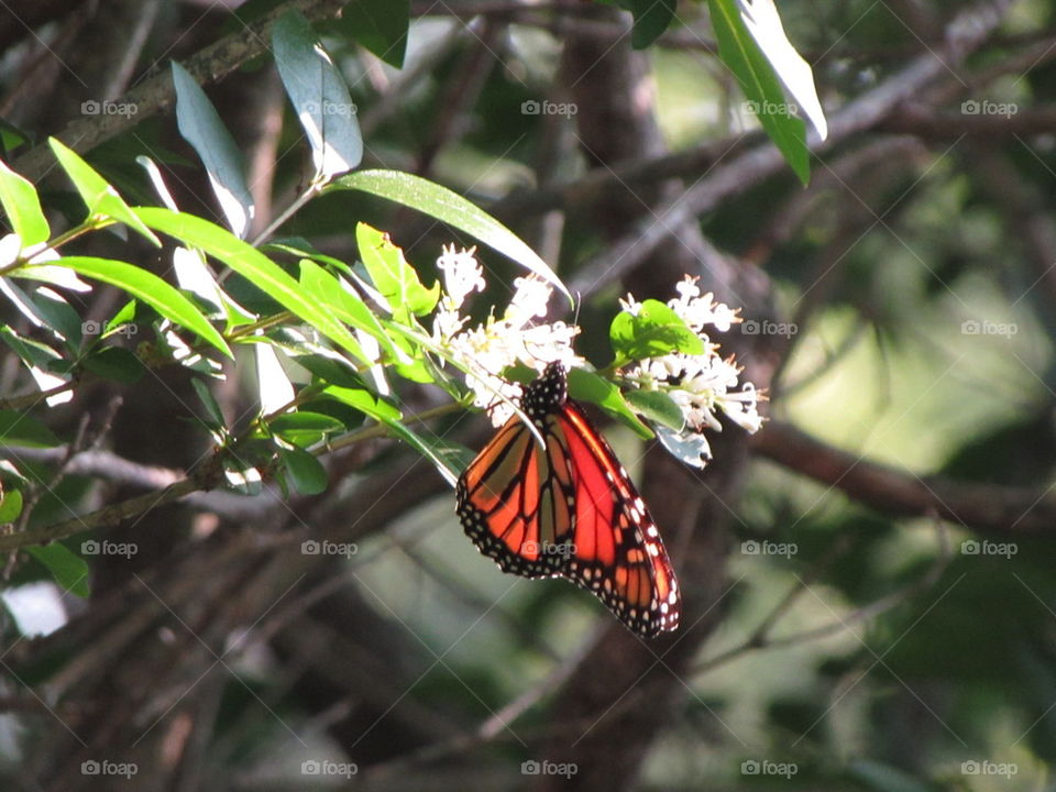 butterflies