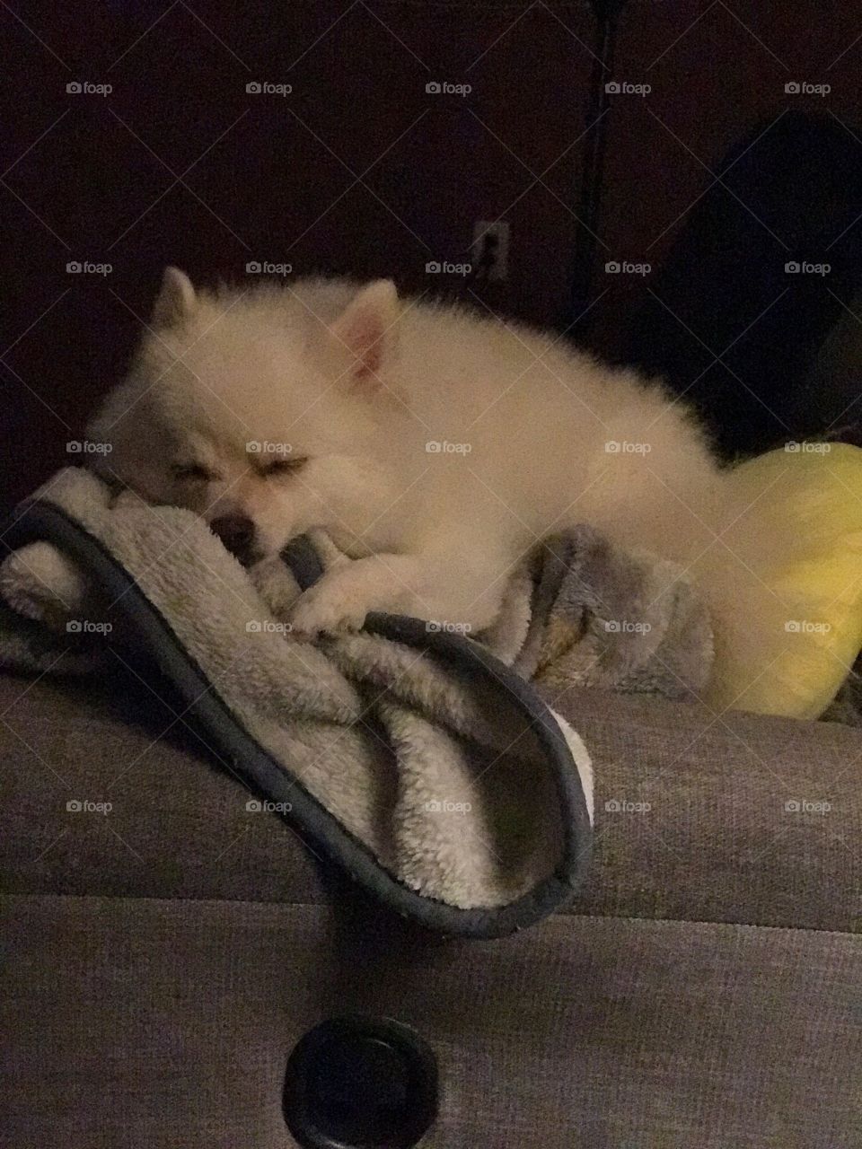 Pomerania Stitch sound asleep 
