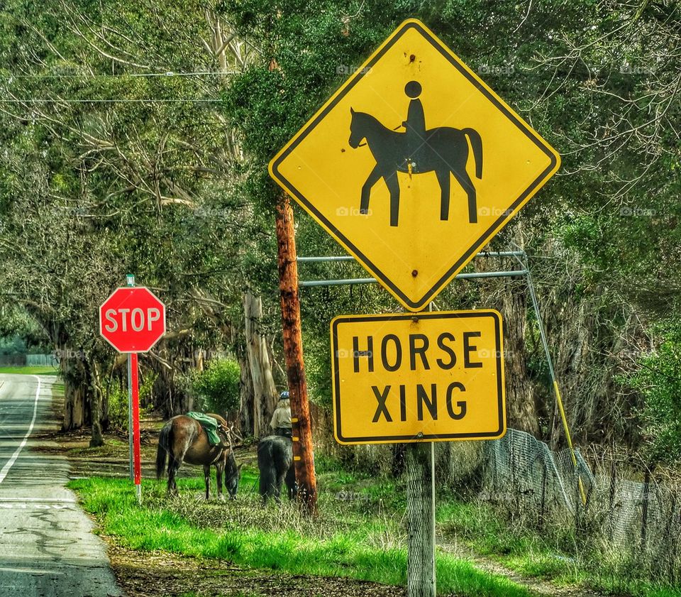 Western Horse Trail