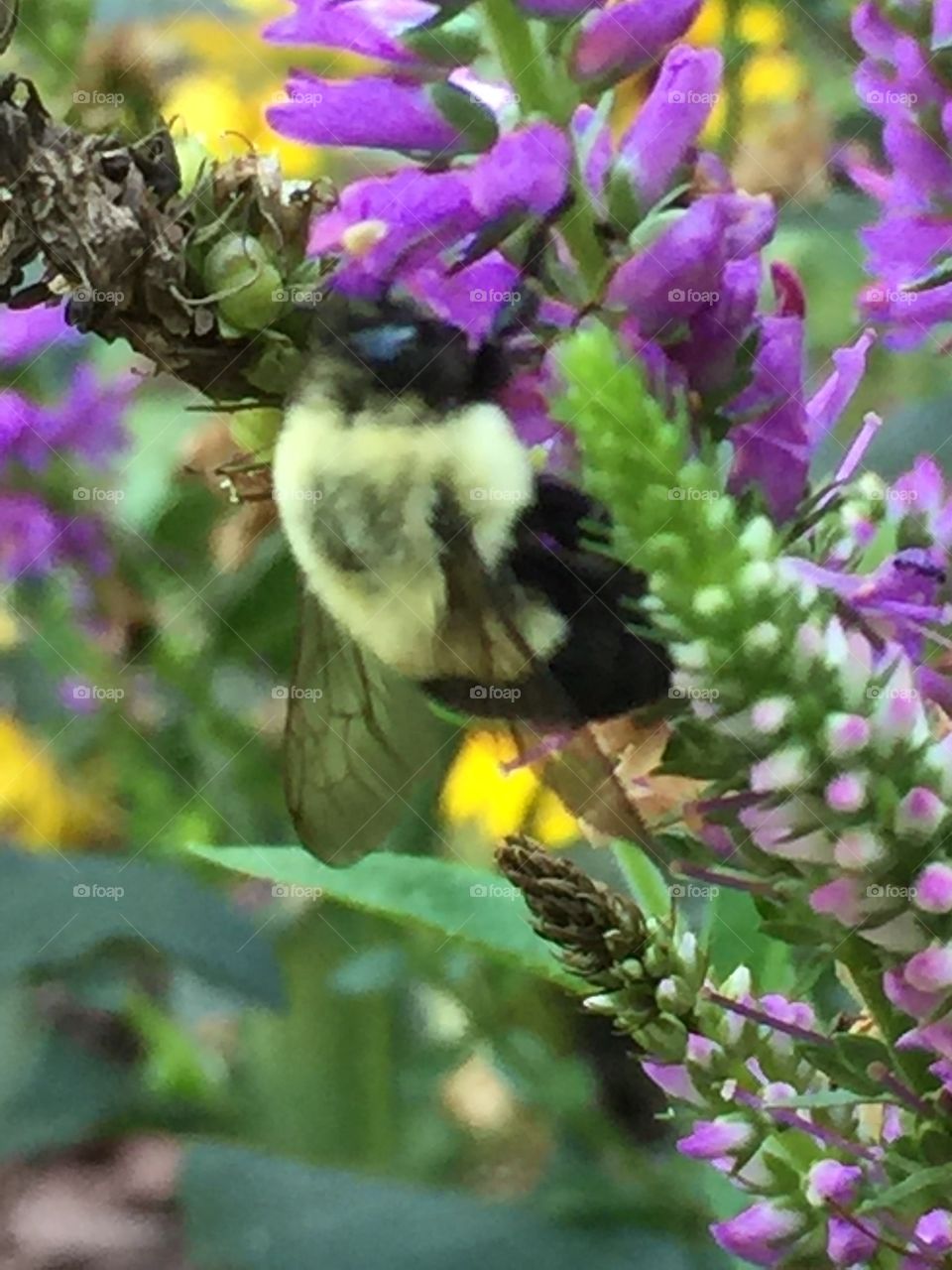 Carpenter bee 