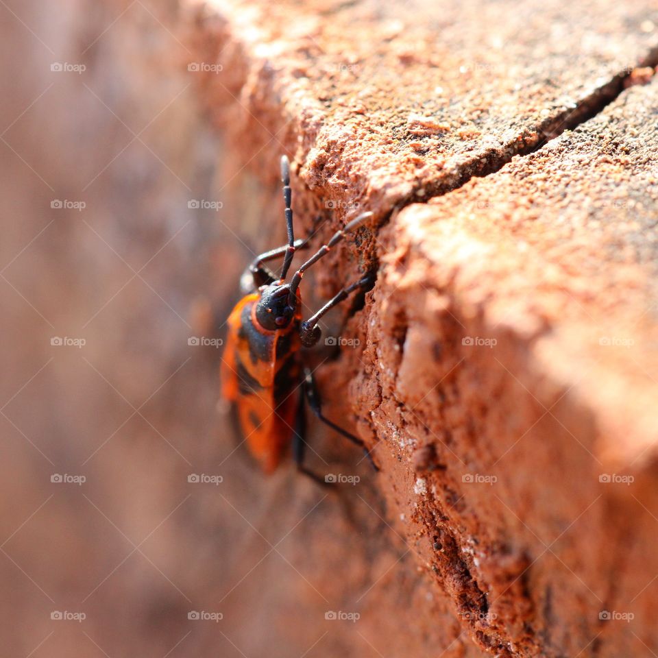 Macro red insect climbing a tree log