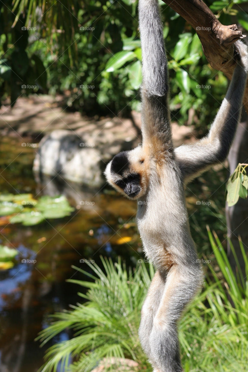 white monkey ape long by kshapley