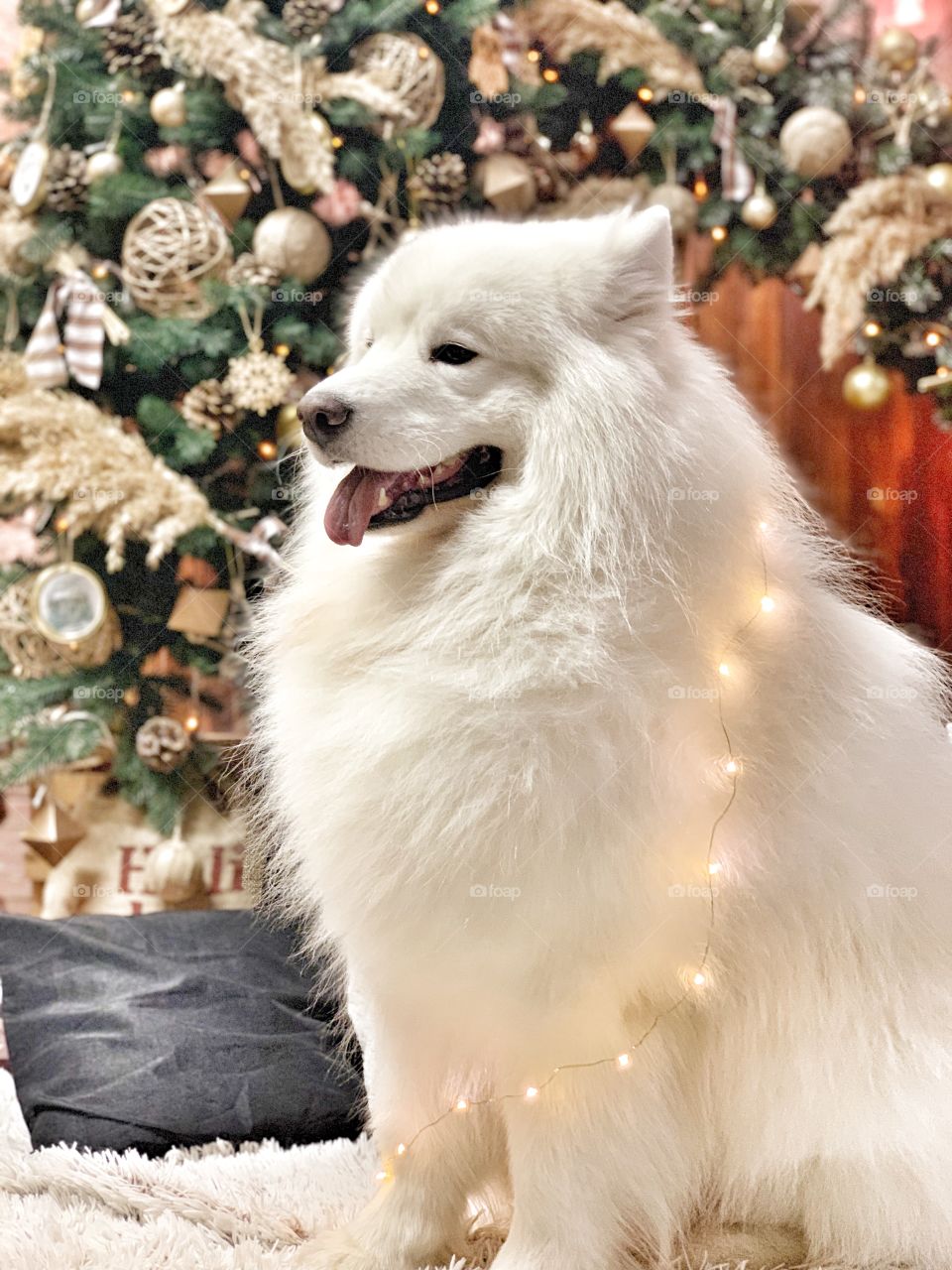 Samoyed was created by nature as a Christmas inspiration, that keeps you dreaming about holiday season during the whole year 