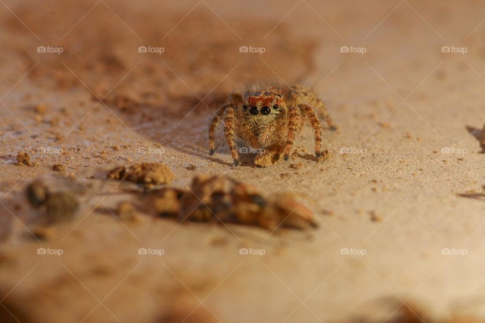 small things whit big eyes