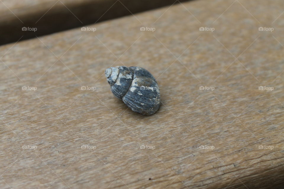 empty River snail shell