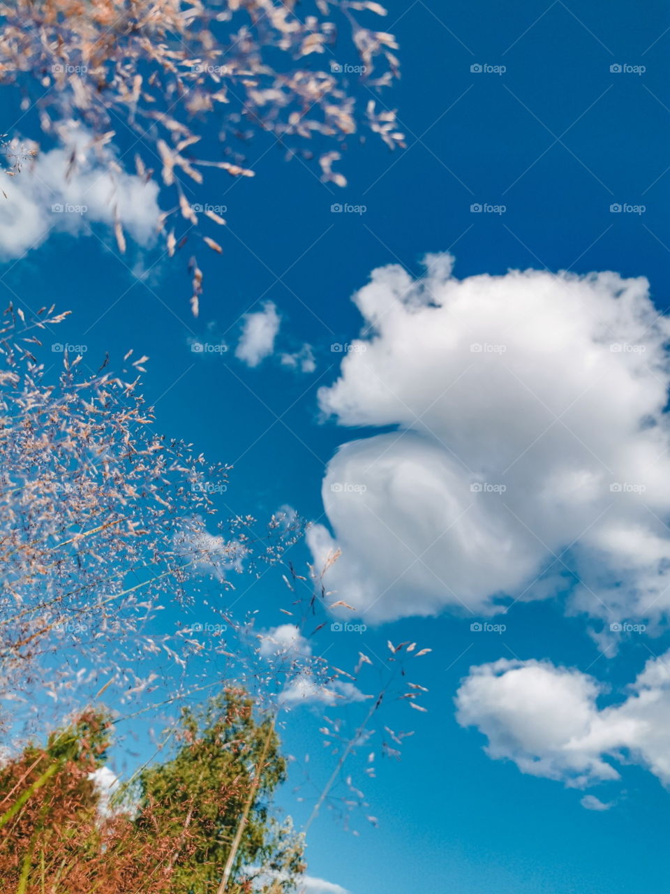 Clouds and grass seeds above