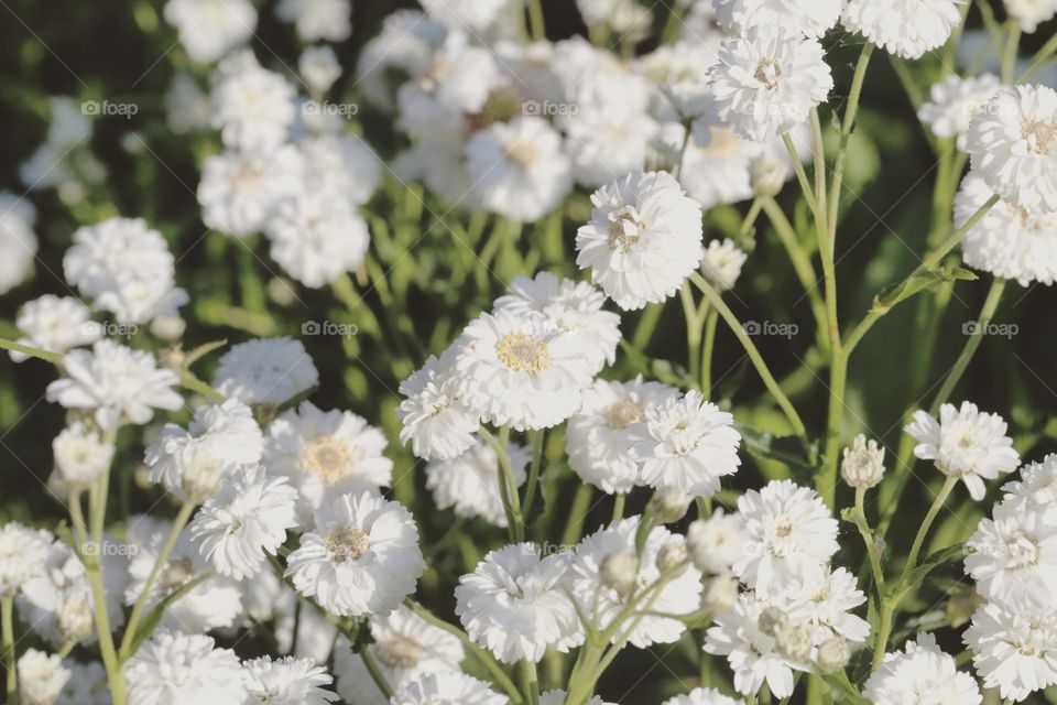 White flower bed