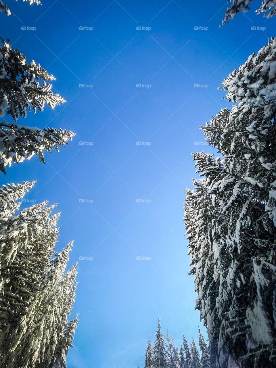 Snowy pine trees in the PNW 