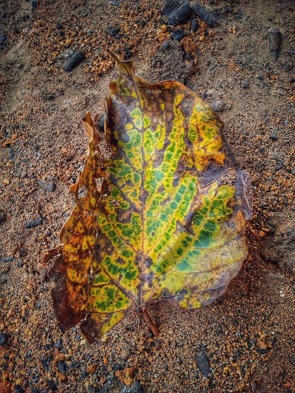 photo of dry leaves